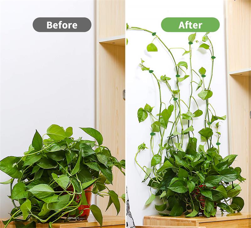 Pack Of 10 Plant Climbing Hook